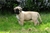 Cucciolo